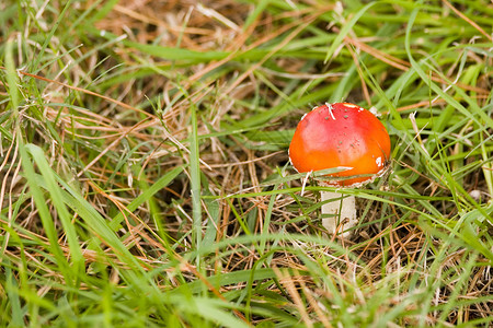 拖脚凳蘑菇绿色菌类乐趣乡村红色背景图片