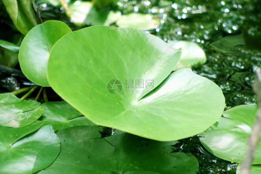 百圆板叶子植物花园植物群禅意树叶场景绿色荷花池塘图片