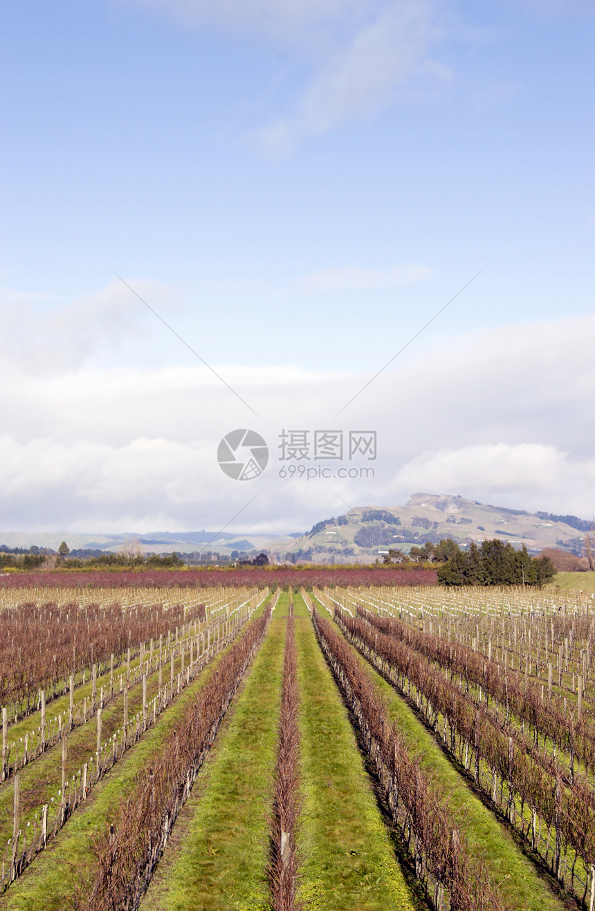 冬季葡萄 NZ02图片