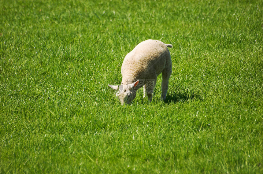 羔羊动物农场牧场天空生物村庄农田投标环境动物群图片
