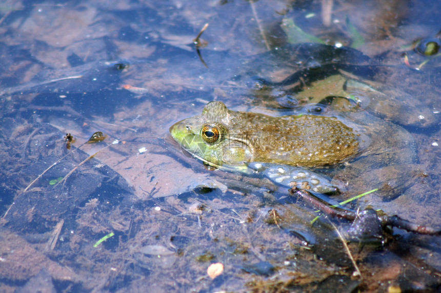 水中的青蛙环境保护池塘沼泽眼睛植物爬虫野生动物主题蝴蝶叶子图片