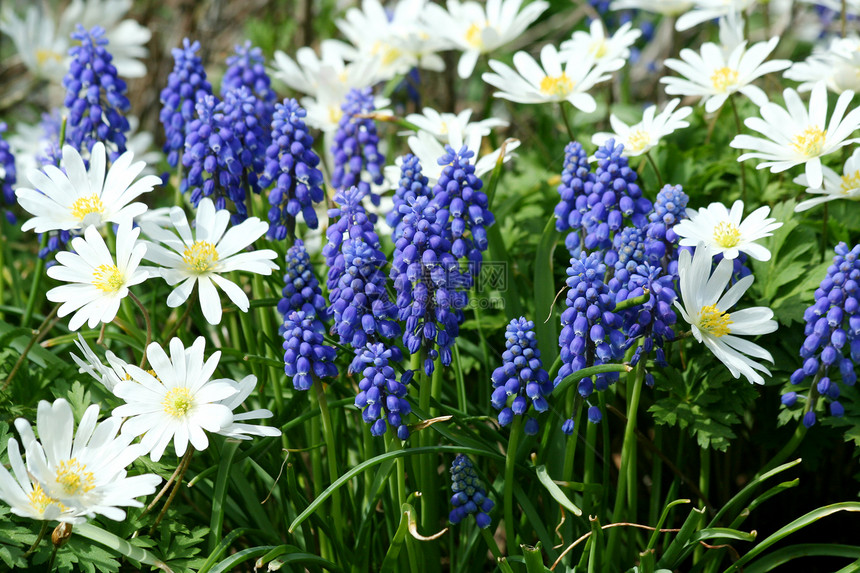 葡萄粒绿色花朵花园季节性叶子季节图片