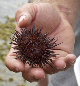 海胆海鲜动物海洋生物背景图片