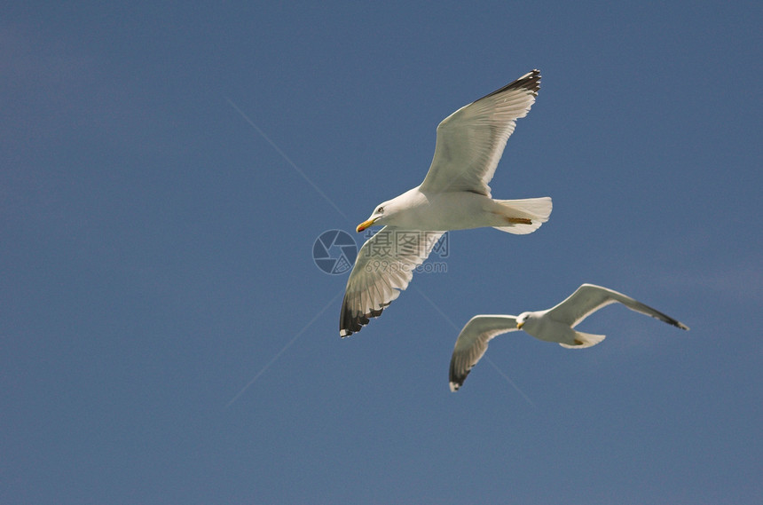 海鸥飞行环境动物鸟类动物群航班动物学翅膀生物图片