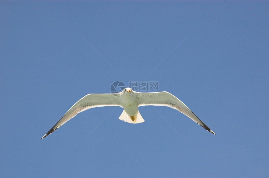 海鸥生物动物学动物群翅膀航班环境动物鸟类飞行图片