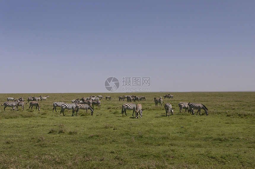 在坦桑尼亚塞伦盖蒂平原放牧的Zebras牧群图片