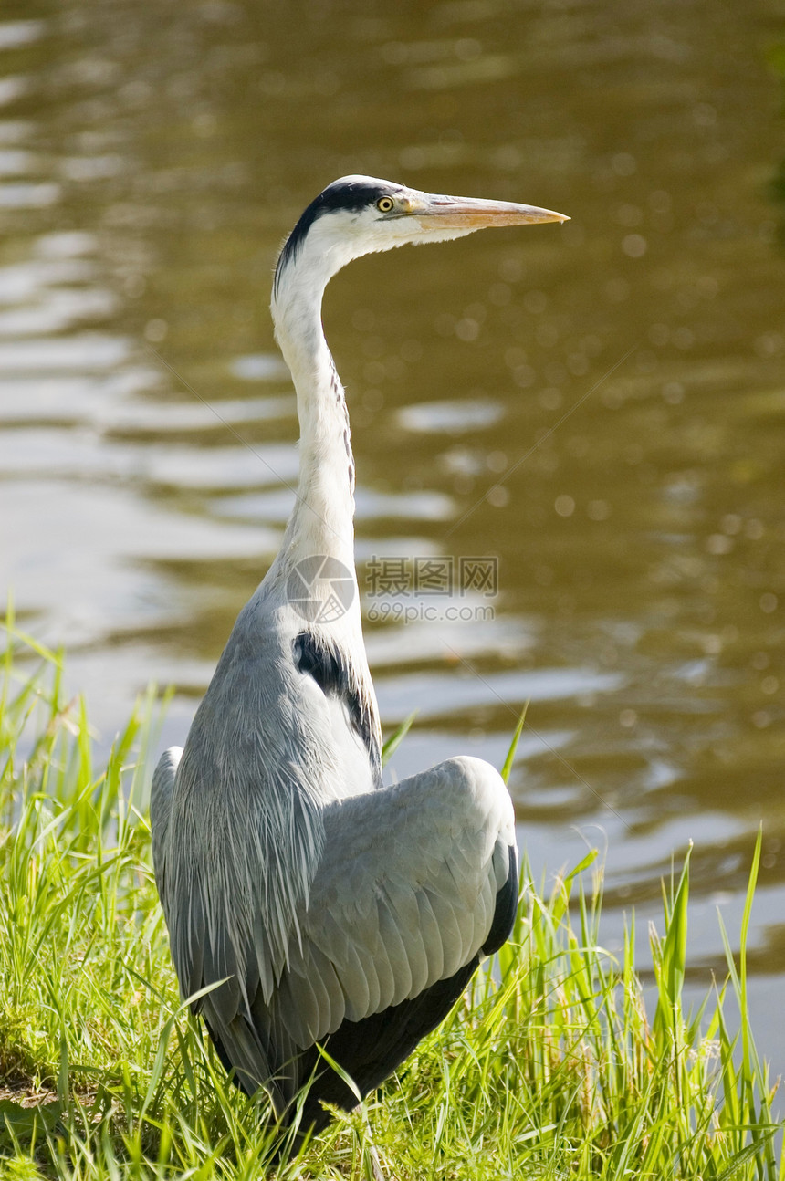 赫伦运河生物灰色动物群鸟类环境苍鹭边缘飞行动物学图片