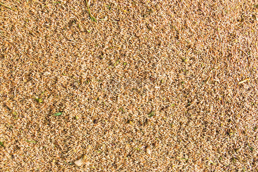 小麦种子 毛质图片