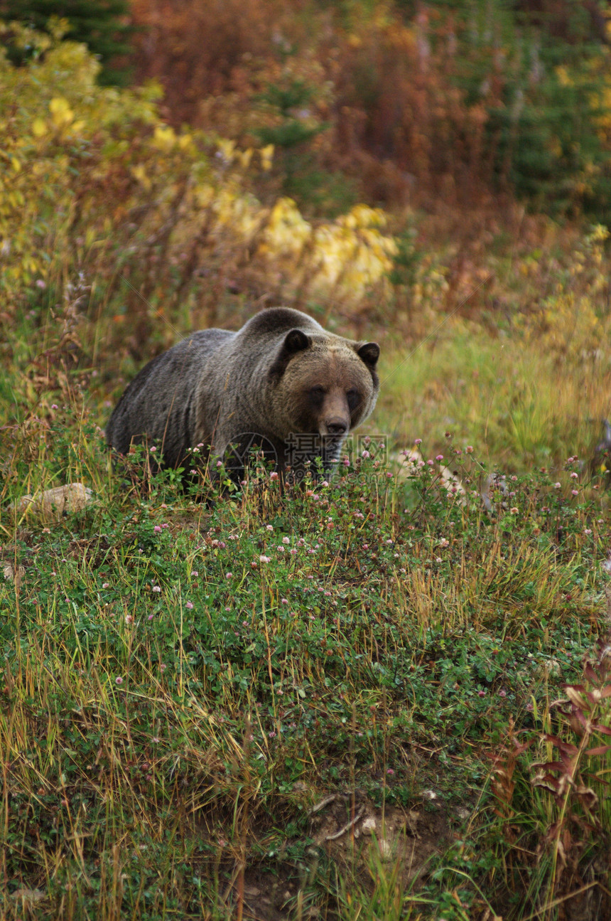 雄灰熊自然荒野图片
