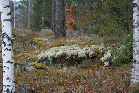挪威森林苔藓木头背景图片