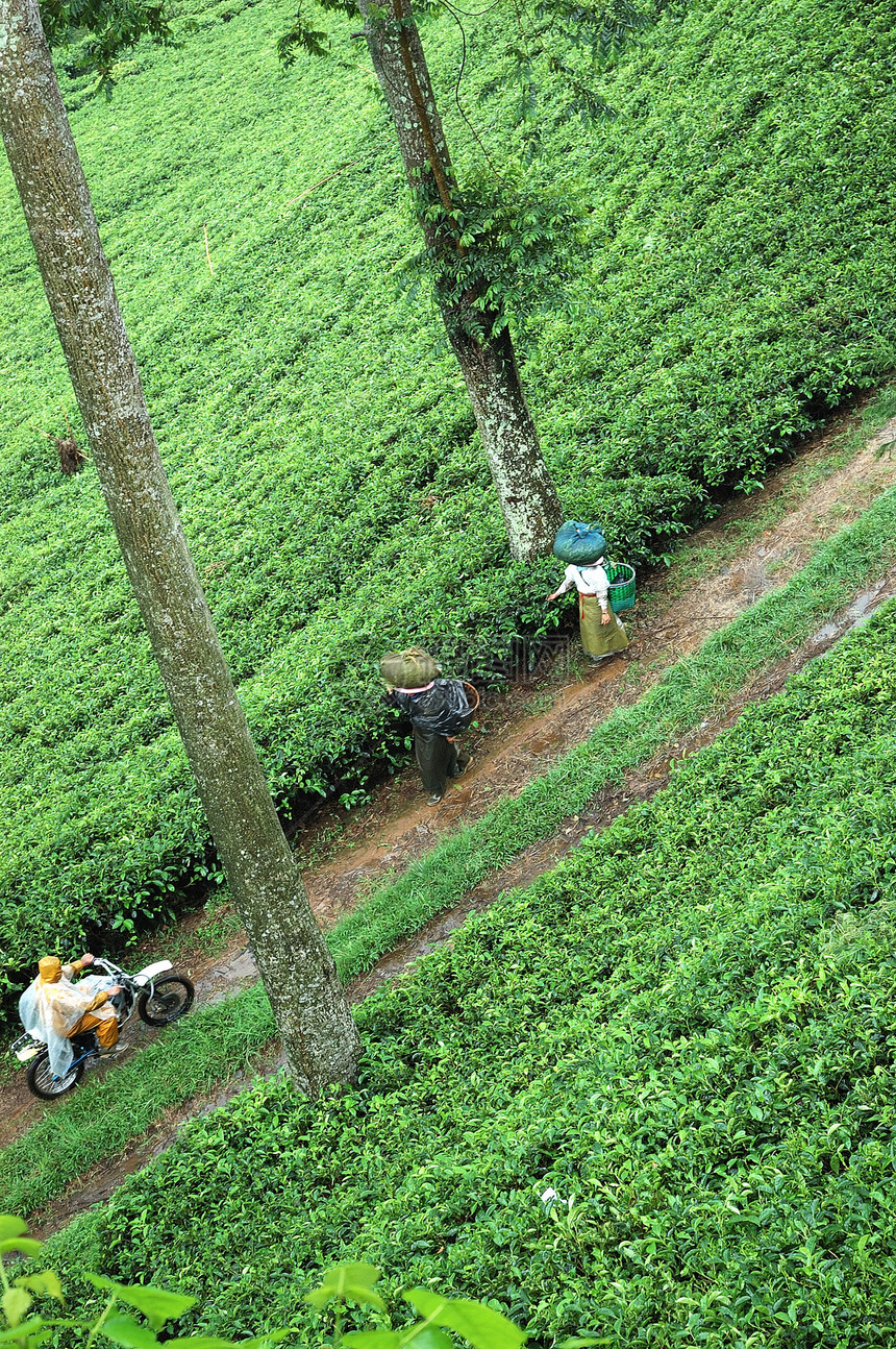 茶叶种植文化热带场地植被收成收割机植物生长树叶植物群图片