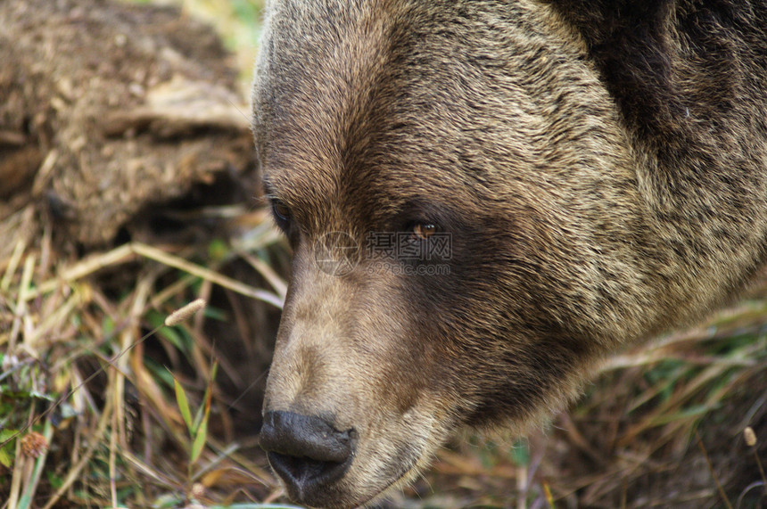 雄灰熊荒野水平男性图片