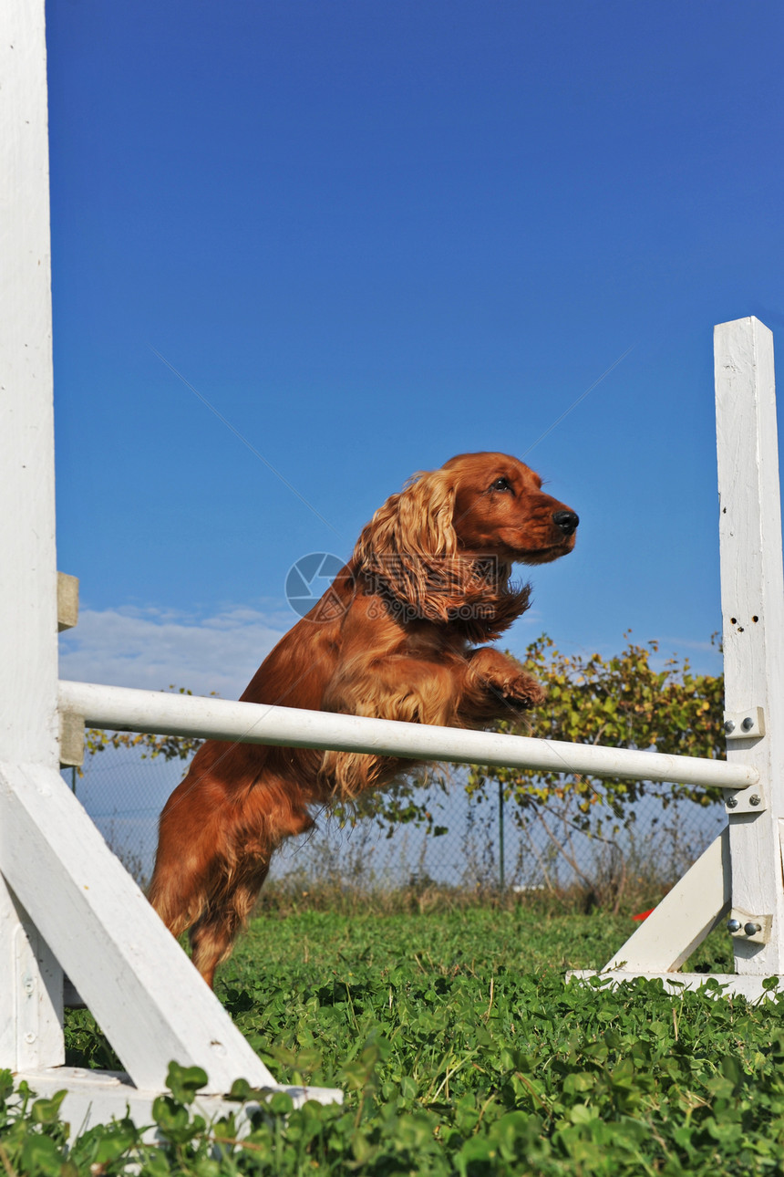 敏捷的贝皮鸡训练蓝色竞赛动物棕色闲暇犬类天空宠物跳跃图片