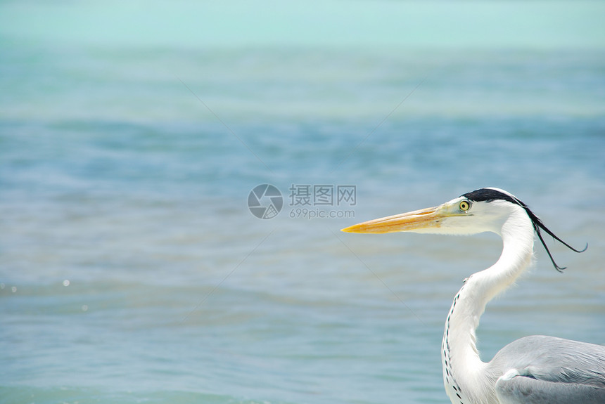 在一个狂犬病岛上 紧闭一只海隆鸟类灰色场景热带眼睛羽毛白色沼泽荒野海洋图片