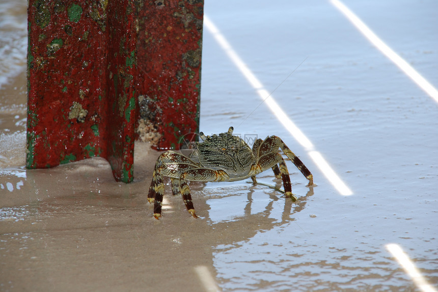 野蟹在沙滩上行走海岸野生动物海滩海鲜海洋荒野动物绿色甲壳图片