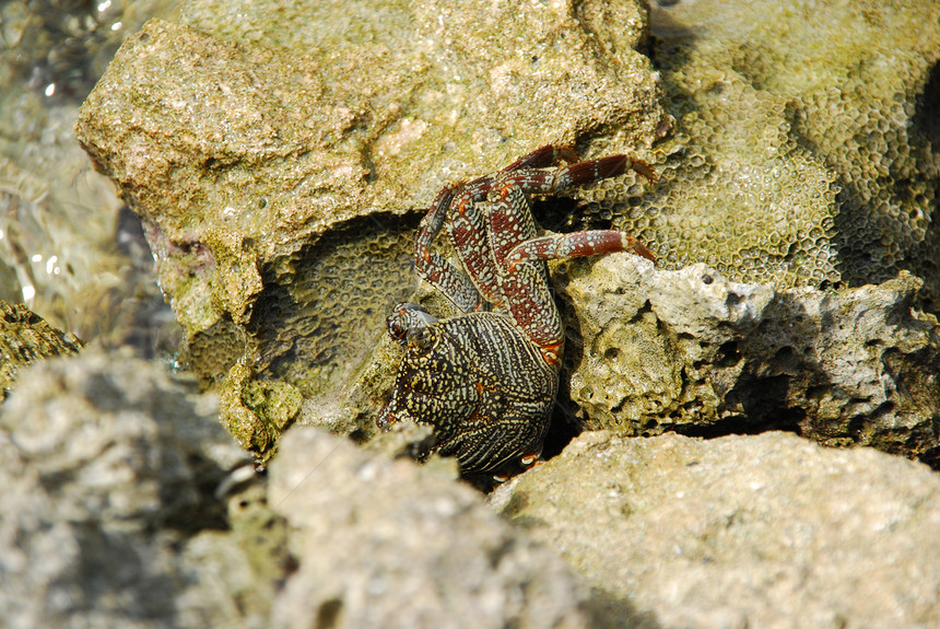 野蟹在石礁上行走绿色珊瑚海鲜荒野动物甲壳野生动物岩石石头场景图片