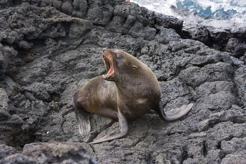 加拉帕戈斯群岛上的海狮叫图片
