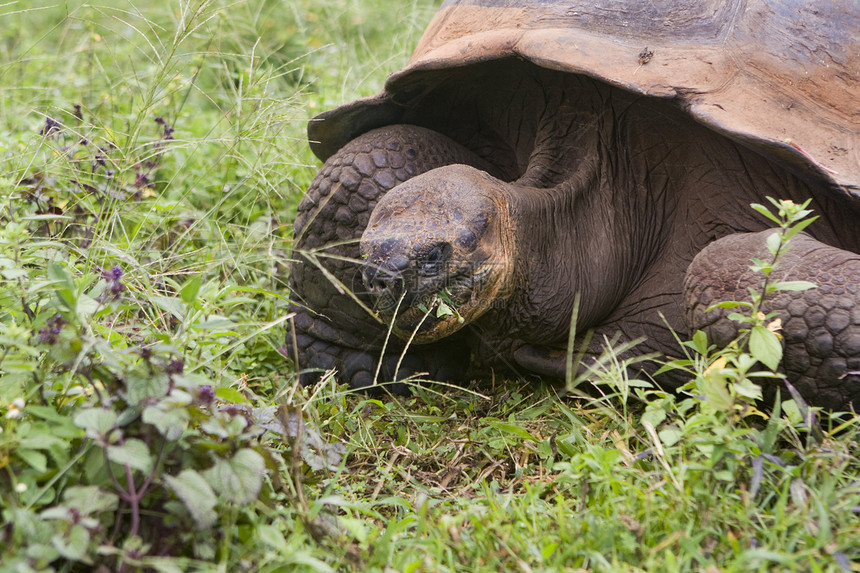 加拉帕戈斯巨龟动物野生动物保护区环境保护海滩图片