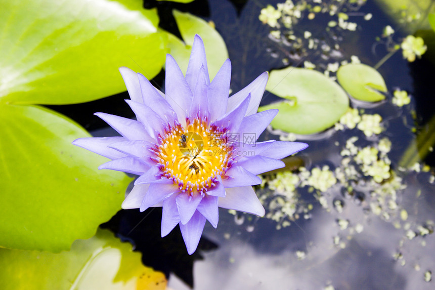 莉莉花绿色热带百合昆虫海湾花瓣蜜蜂海滩叶子图片