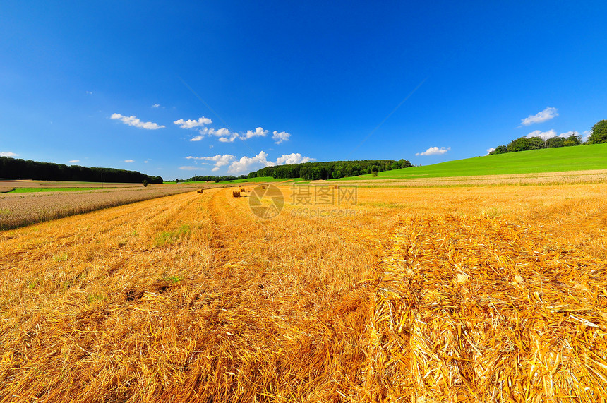夏季末的田地野花乡村场地生长农业蓝天草地图片