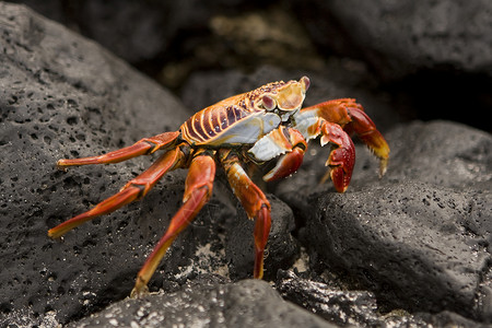 莎莉·莱特福螃蟹加拉帕戈斯群岛高清图片
