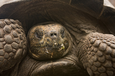 巨型加拉帕戈斯动物海滩环境保护巨龟野生动物保护区高清图片