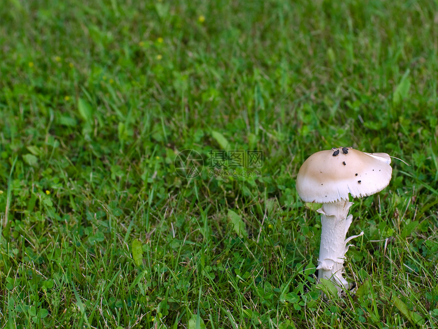 蘑菇棕色草地绿色白色植物荒野植被叶子食物图片