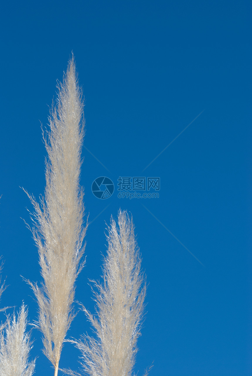 蒲苇羽毛稻草天空蓝色植物图片