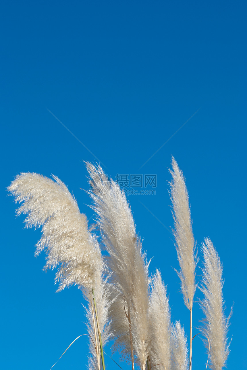 蒲苇羽毛植物柔性蓝色天空稻草图片