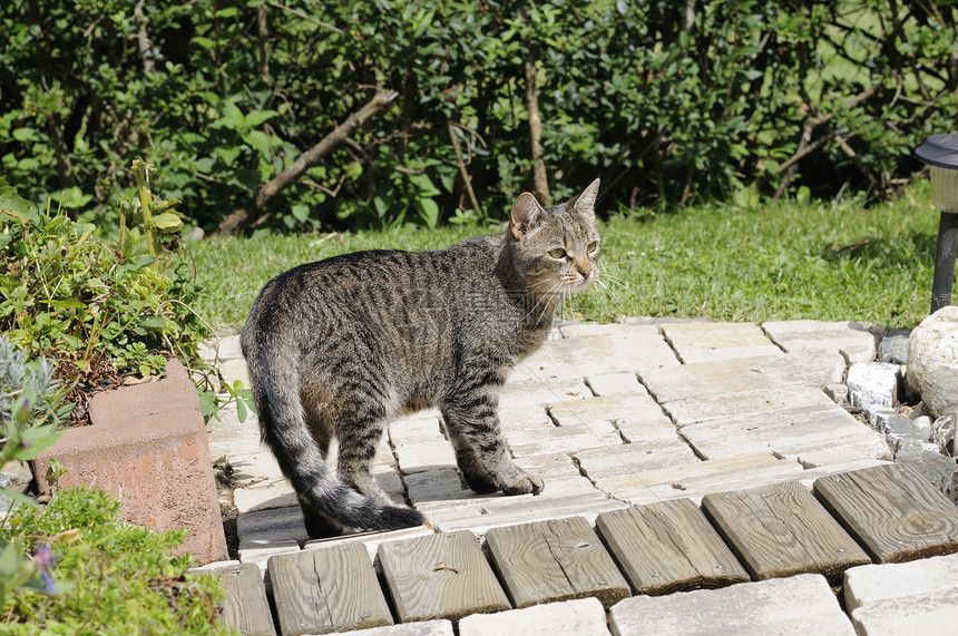 可爱猫花园公园虎斑动物小猫条纹宠物猫咪哺乳动物毛皮图片