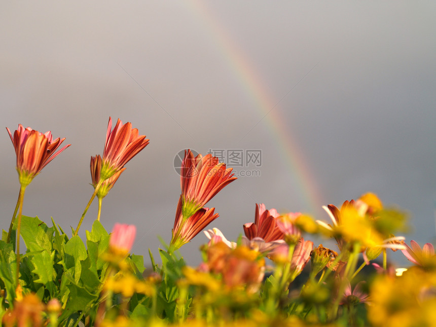 彩花和彩虹天气红色花园植物太阳多云下雨黄色天空图片