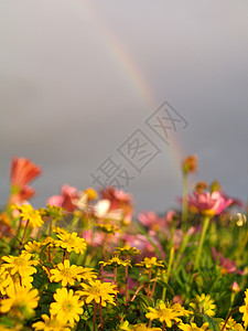 彩花和彩虹黄色太阳下雨天空花园植物红色天气多云背景图片