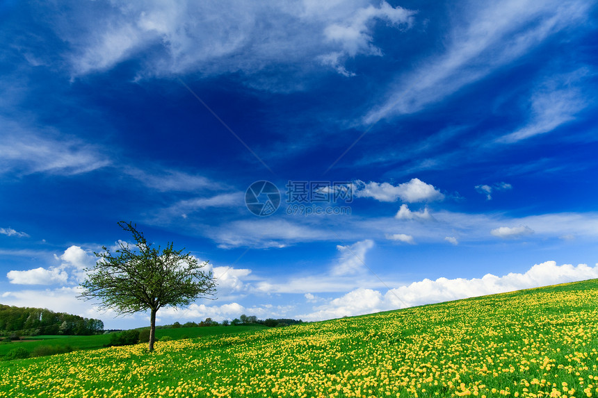春色  绿地 蓝天空晴天土地草地蓝色花朵场景全景植物太阳国家图片