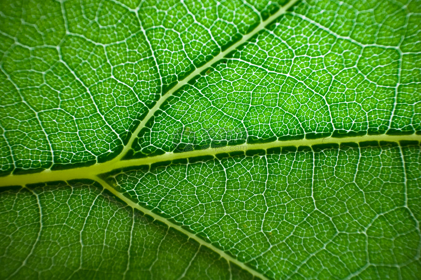 叶子生活花园绿色草地天气树叶液体环境宏观植物群图片