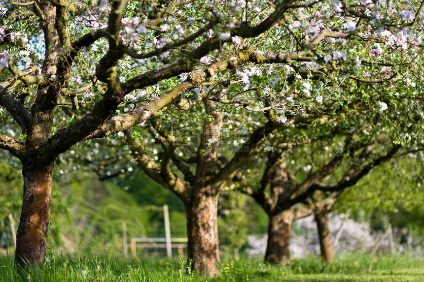 开花的樱桃树枝生育力植物群晴天季节植物叶子公园生态草本植物生长图片