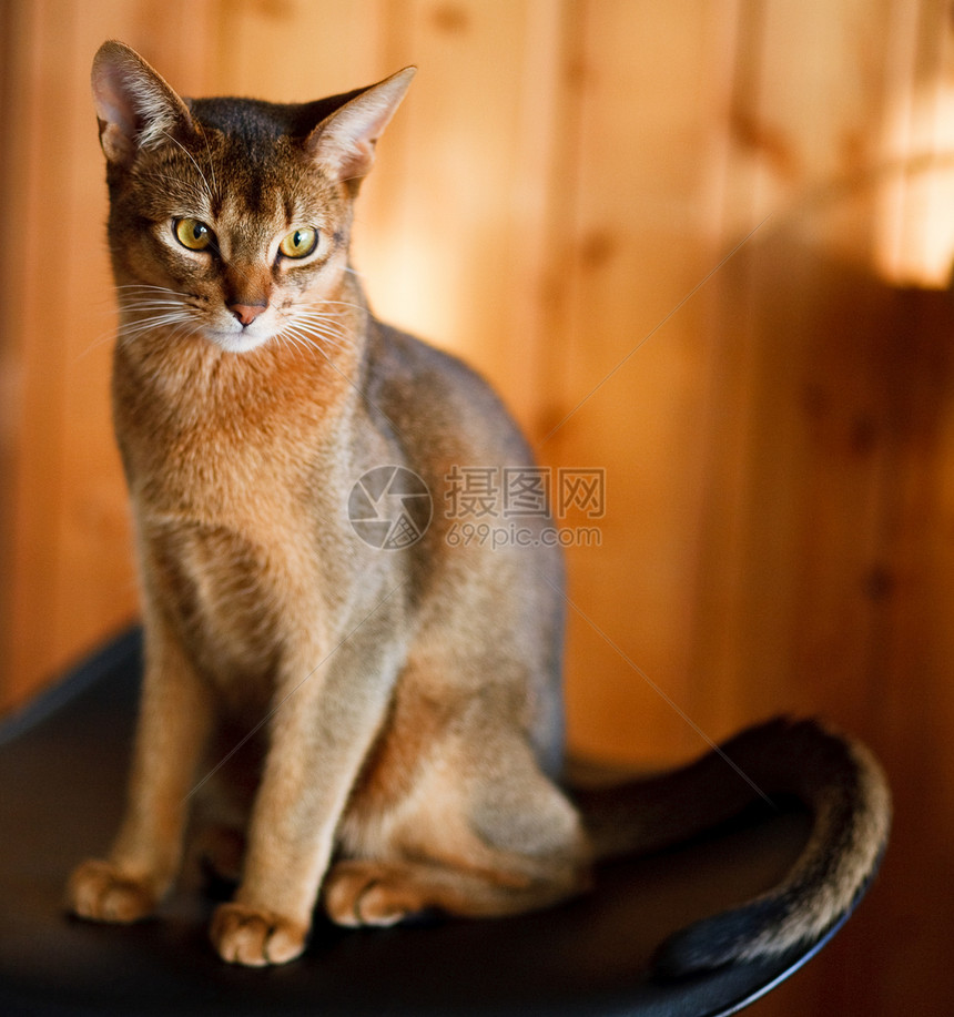 年轻棕褐色阿比西尼猫好奇心注意力动物异国说谎冒充男性毛皮短发头发图片