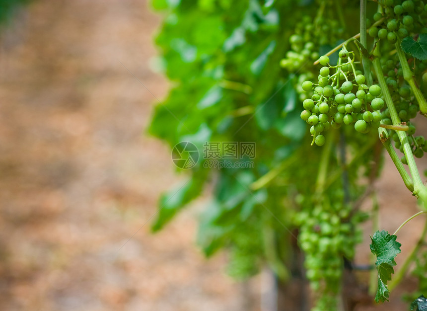 德国的葡萄园排季节酒厂生长叶子食物藤蔓水果收成地区植物图片