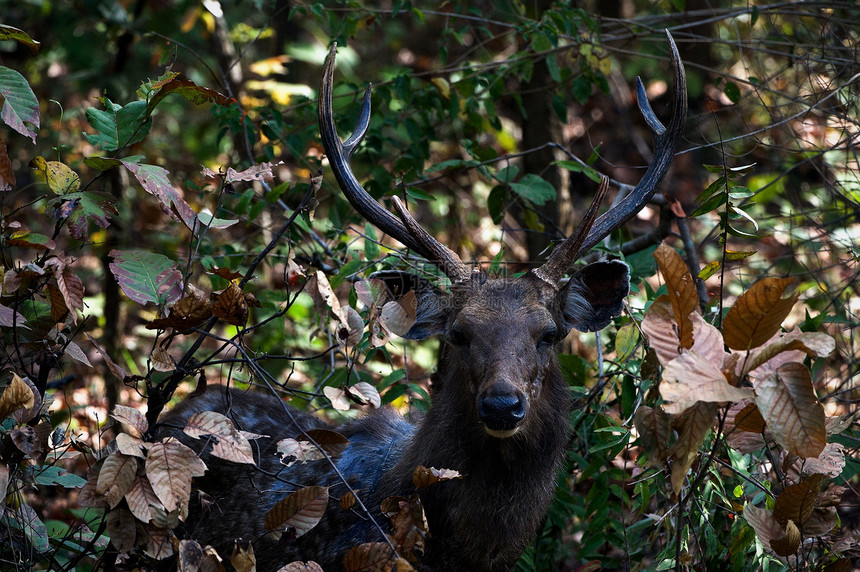 印度Sambar Deer(单色)图片