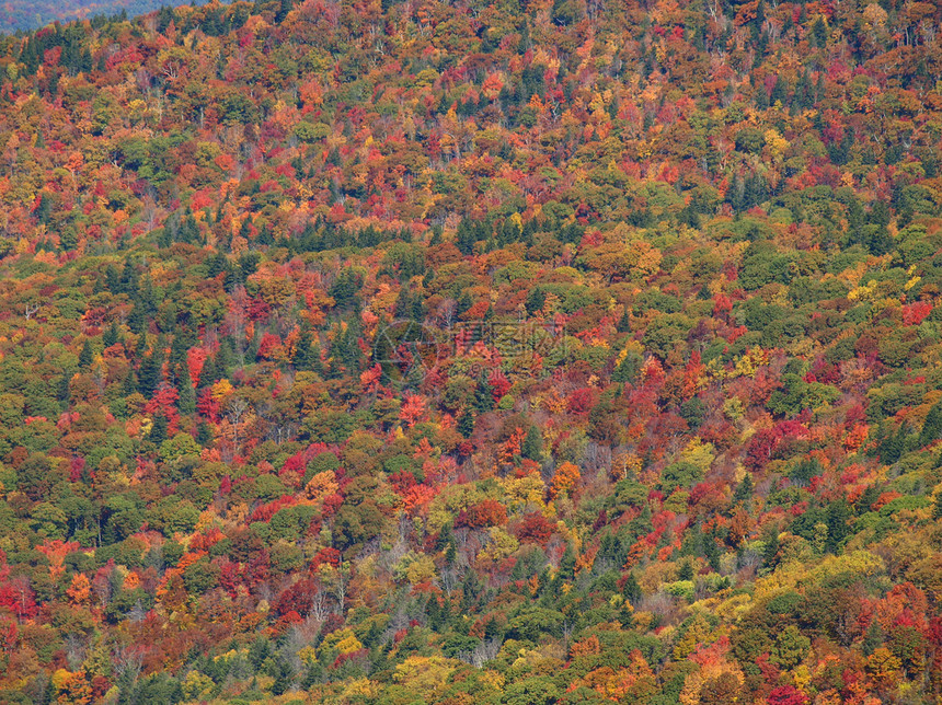 树木叶子黄色山脉森林橙子风景图片