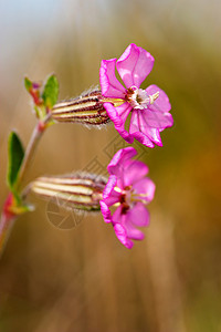 花 Silene 彩色雌蕊花色植物硅烷荒野花瓣雄蕊背景图片