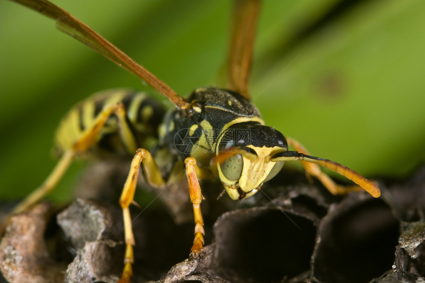 黄蜂花生饼干昆虫动物翅膀宏观警告害虫马蹄天线黑色黄色图片