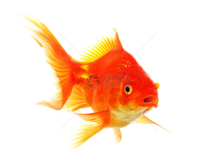 金金鱼宠物白色水族馆游泳动物生态金子图片