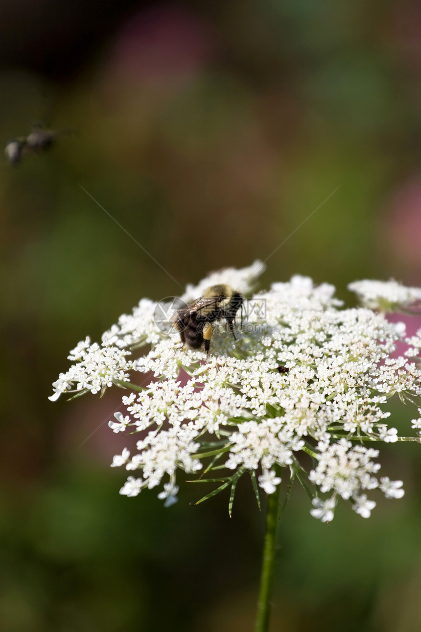 花朵上的大黄蜂熊蜂蜜蜂花园漏洞天空花粉植物昆虫野生动物宏观图片