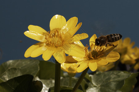 蜜蜂降落在花朵上背景图片