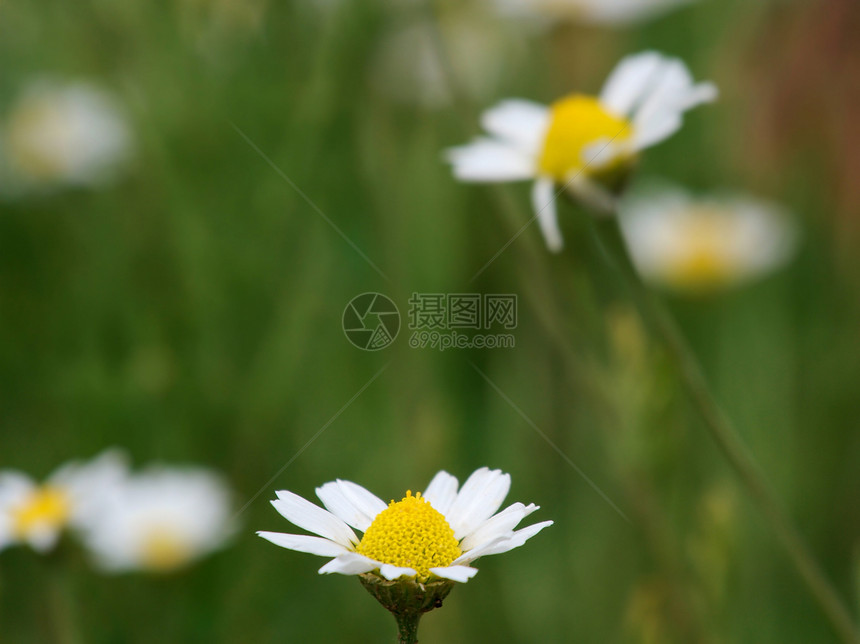 卡米儿宏观草地生态环境雏菊草本荒野花园花瓣白色图片