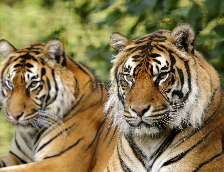 苏门特兰虎黑色野生动物橙子棕色白色条纹濒危哺乳动物图片