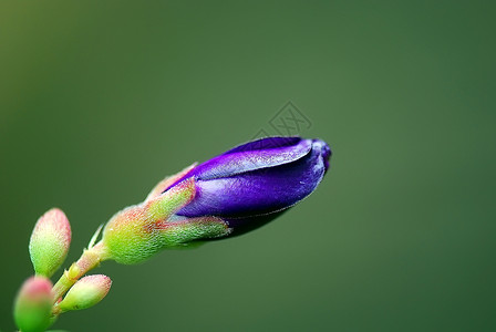 蒂博契纳背景图片