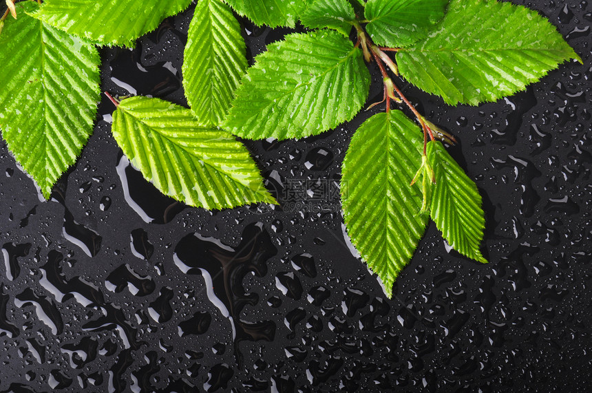 叶叶和黑色背景露滴绿色环境温泉宏观下雨墙纸树叶卡片生态图片