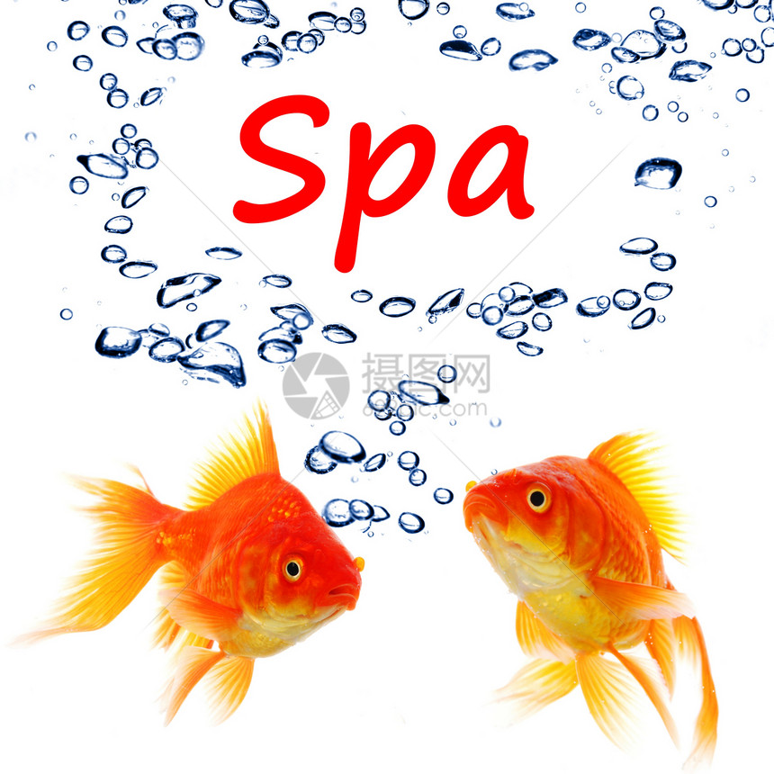 SPA 水疗白色按摩沙龙气泡平衡金鱼动物桑拿健身房洗澡图片