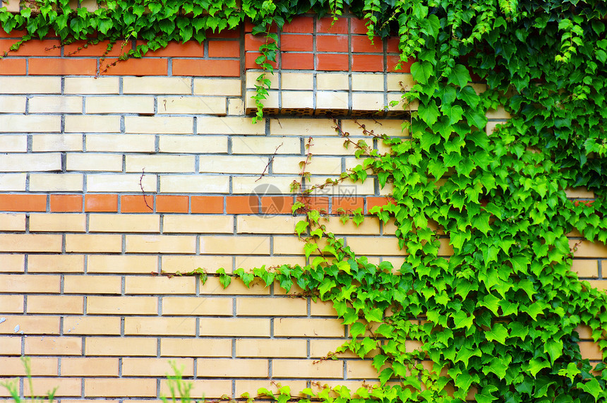 在砖墙上的常春藤 墙上的绿色常春藤图片